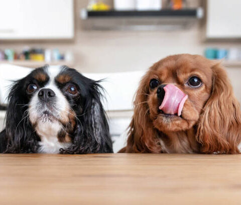 Croquettes pour chiens