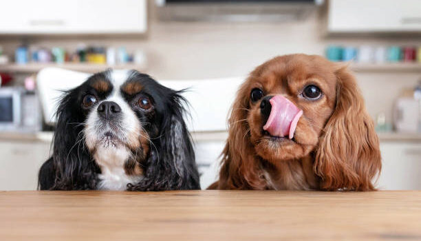 Croquettes pour chiens