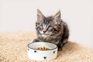nourrir un chaton