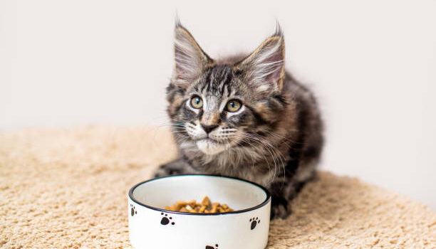 nourrir un chaton
