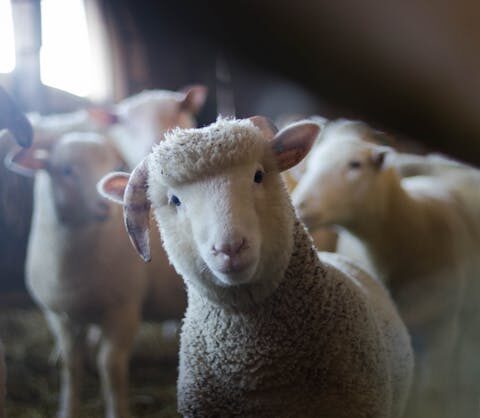 Parasites de moutons : protéger votre troupeau