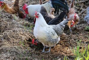 Bien-être animal rôle des compléments