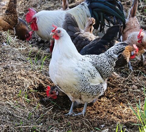 Bien-être animal rôle des compléments