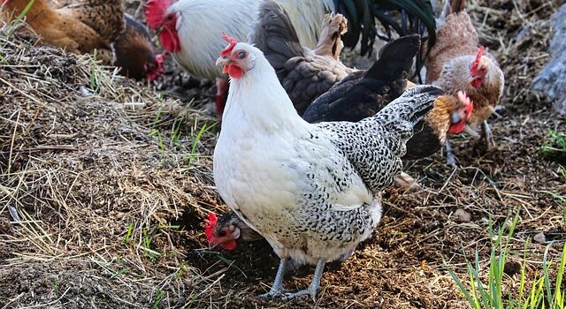 Bien-être animal rôle des compléments